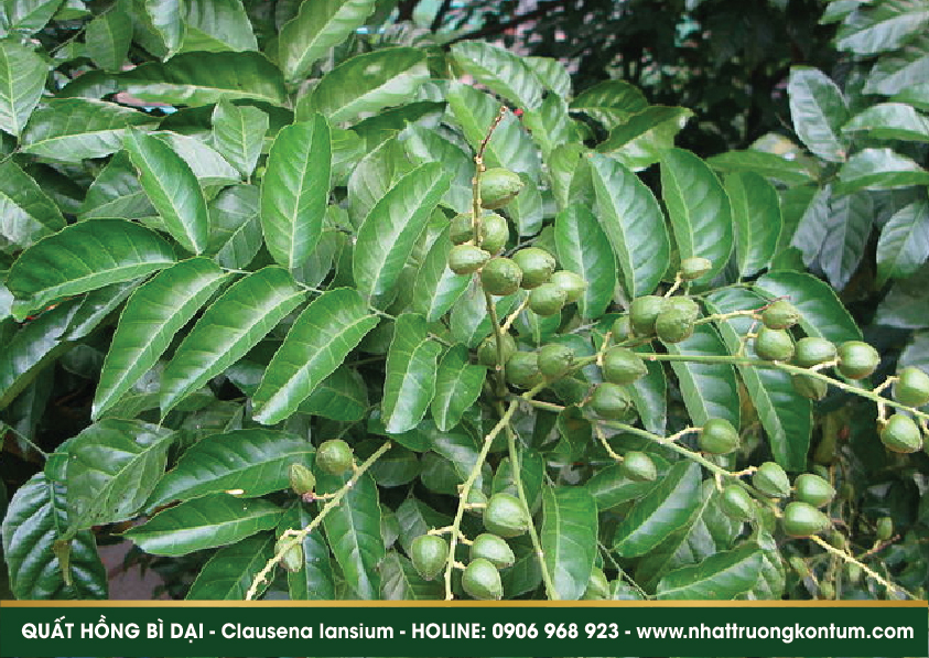quathongbidai 05