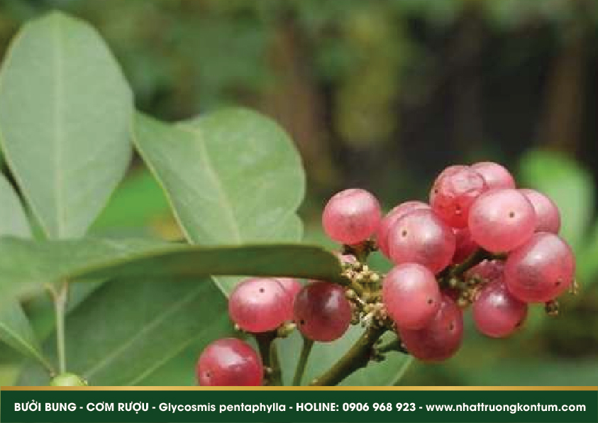 buoibung 04