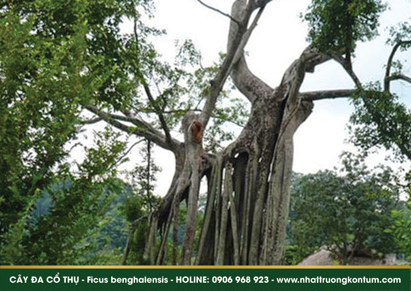 caydacothu 04
