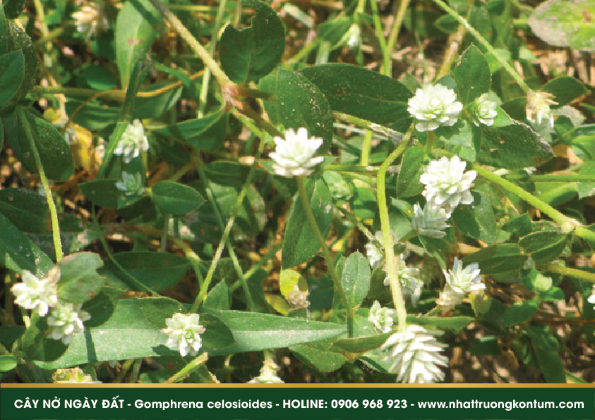 caynongaydat 04