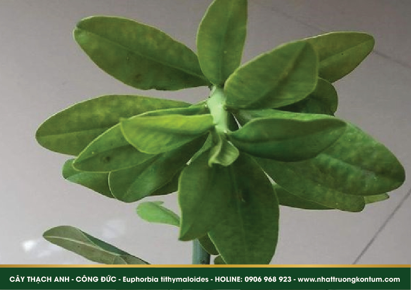 caythachanh 04