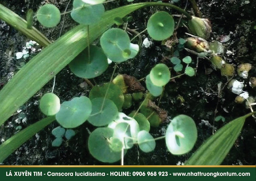 cayxuyentim 04