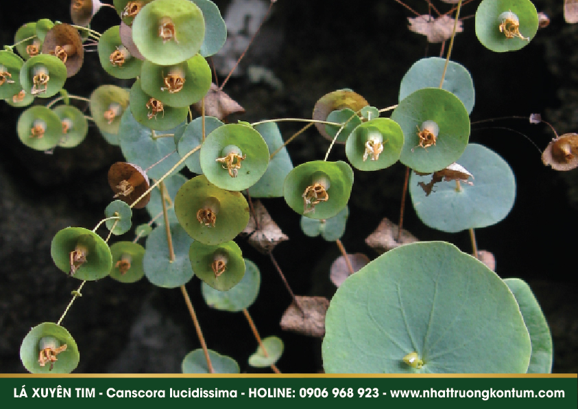 cayxuyentim 05