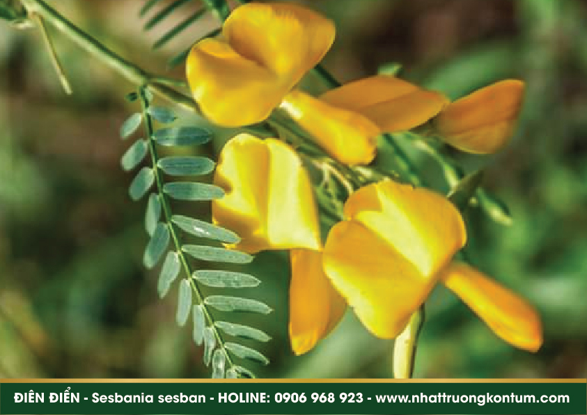 diendien 05