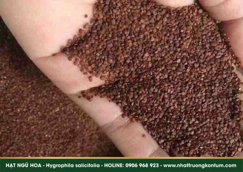 hatnguhoa 03