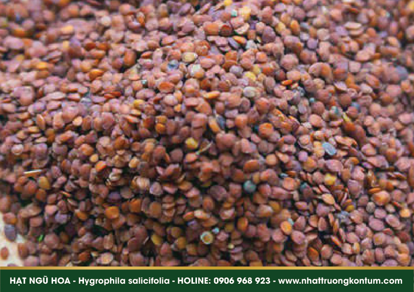 hatnguhoa 04