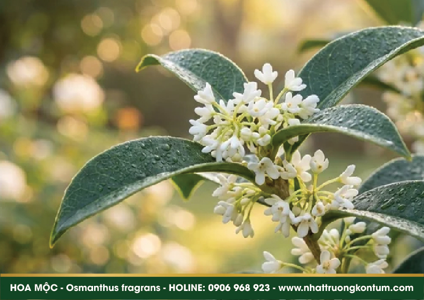 hoamoc 05