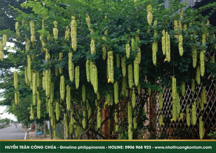 huyentrancongchua 03