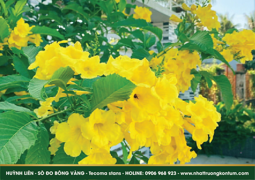 huynhlien 05