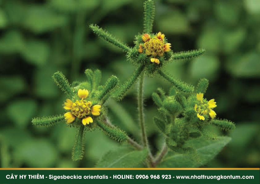 hythiem 03