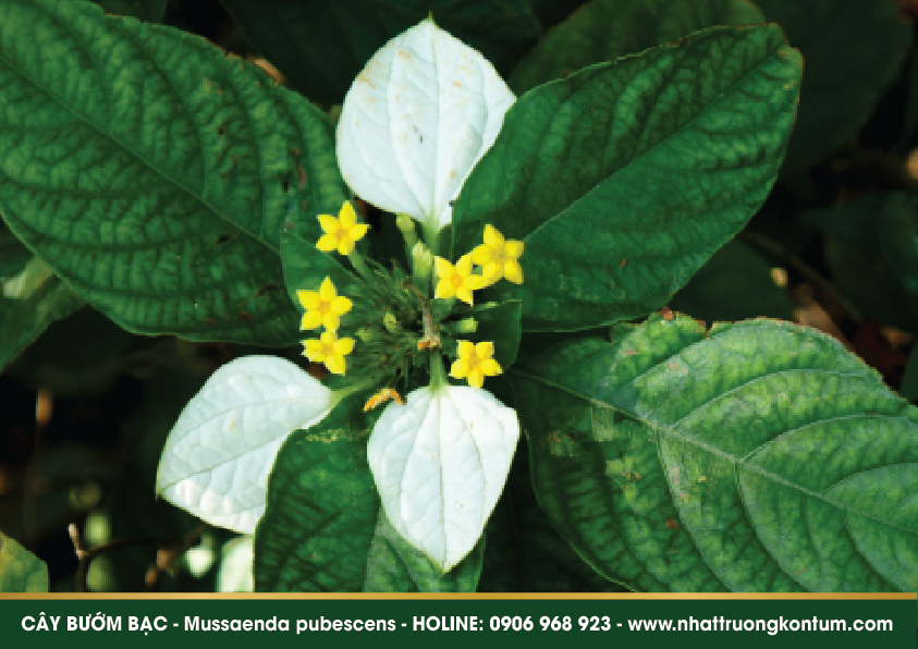 labuombuom 02