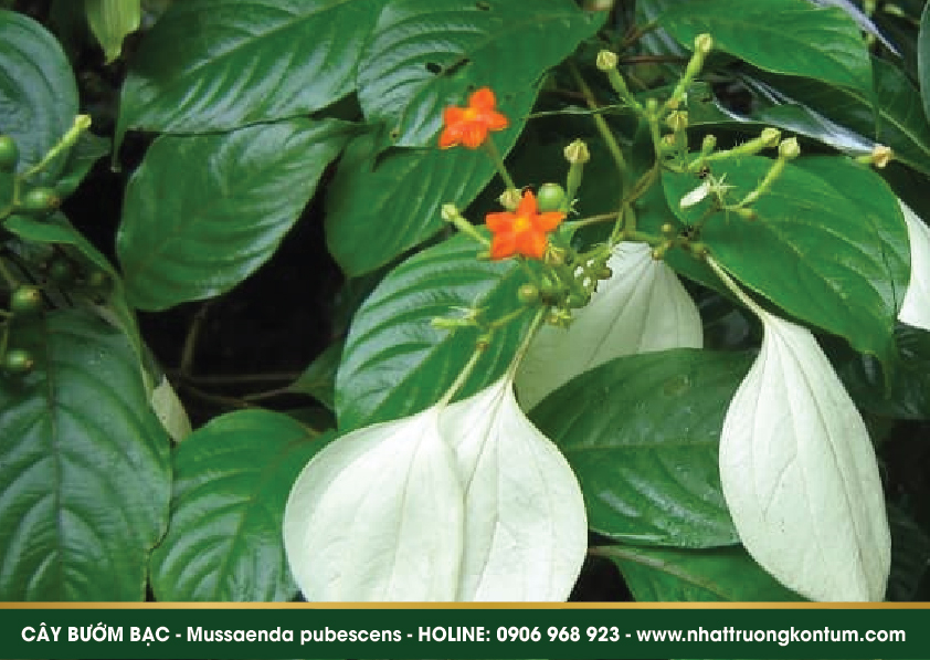 labuombuom 04
