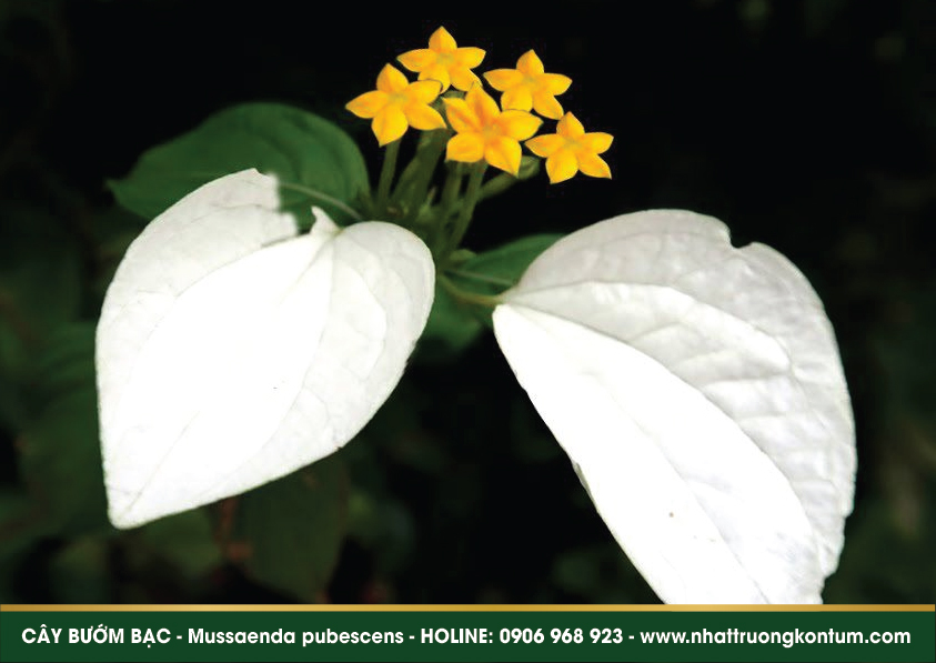 labuombuom 05