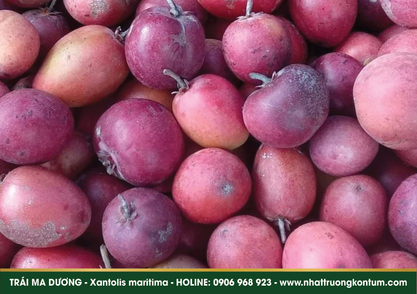 maiduong 04