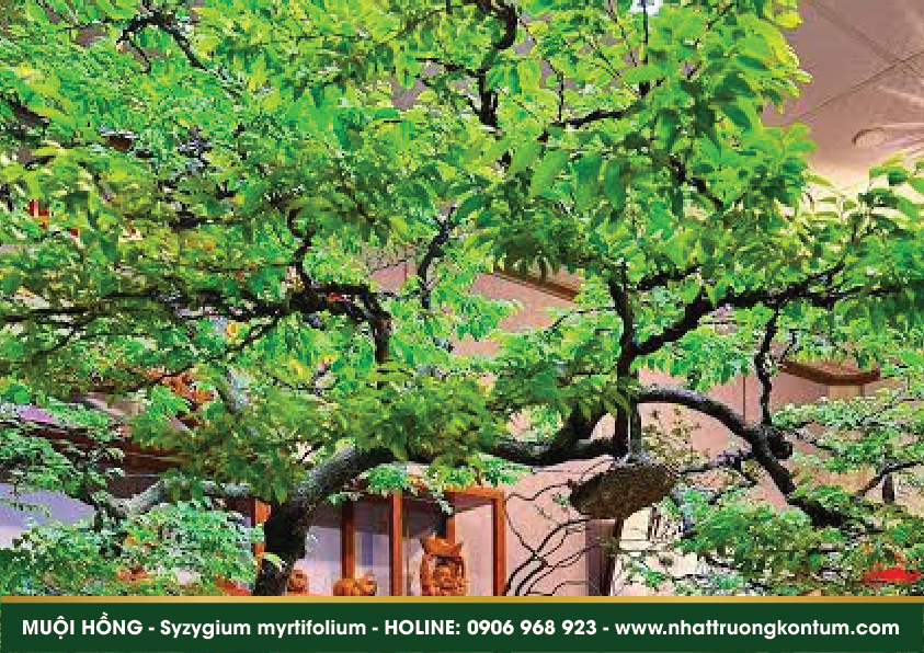 muoihong 05