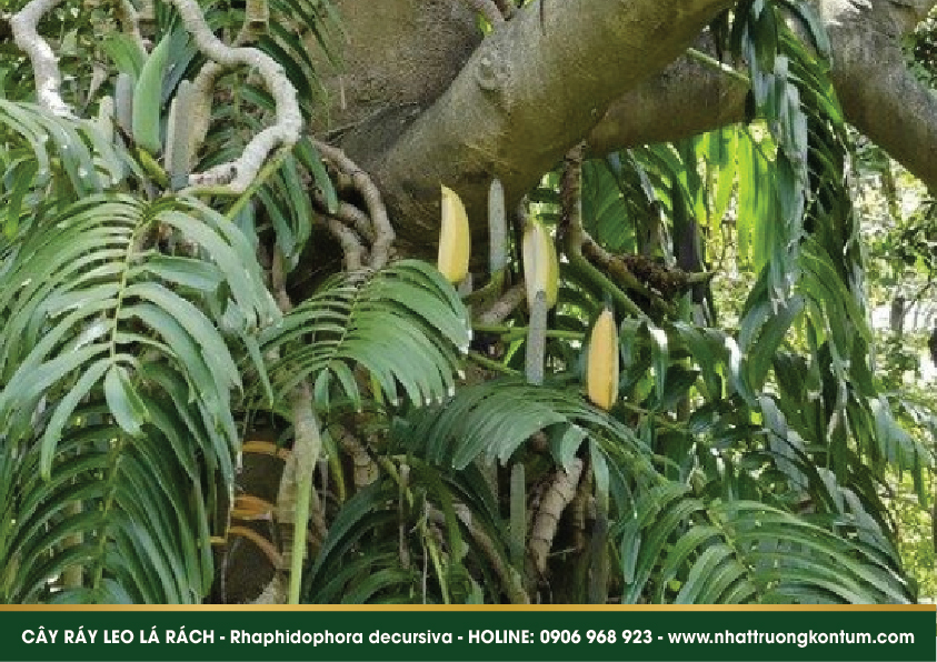 rayleolarach 03