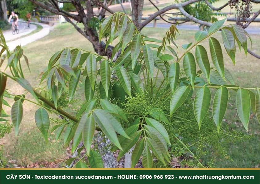 sonnambosonlu 03