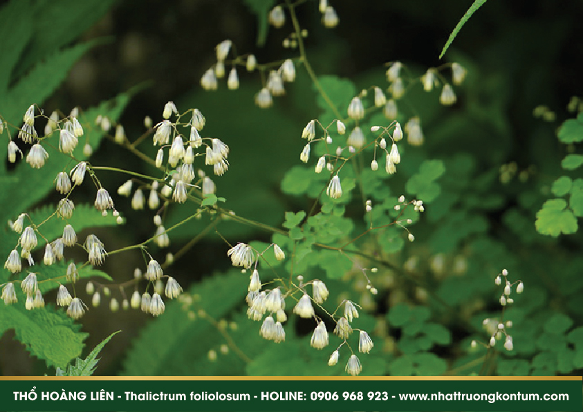thohoanglien 03